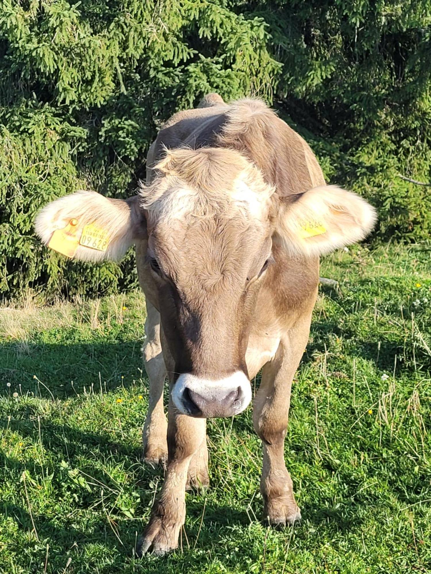 Apartamento Allgaeublick Wangen im Allgäu Exterior foto